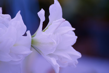 white hippeastrum, amaryllis flowers in the garden. 