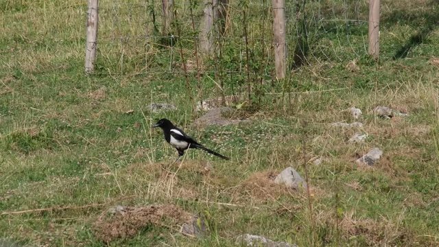 Oiseau pie cherche de la nourriture dans le sol