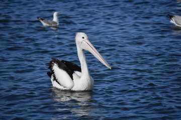 Australian Pelican