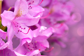 Fototapeta na wymiar Pink Azaleas flowers isolated on green background.