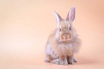 Cute little rabbit standing on an orange background