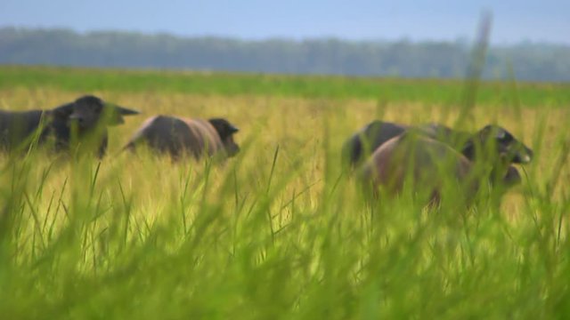 Steady, medium close up shot of a water buffalo herd travelling through tall grass.
