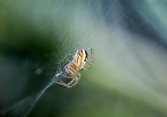 Macro einer Spinne