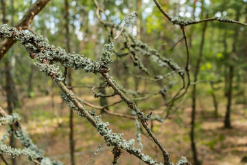 Thin dry pine branches. Blurred background.