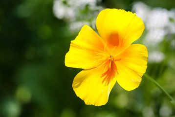 amerikanischer Mohn, gelbe Blüte