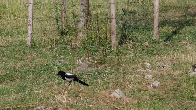 Oiseau pie se nettoie et s'envole