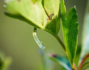 Schmetterlingsraupe, Raupe an einer Pflanze