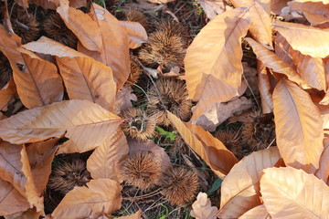 brown orange crispy Autumn leaves lying dried on the forest floor on a sunny Autumn day