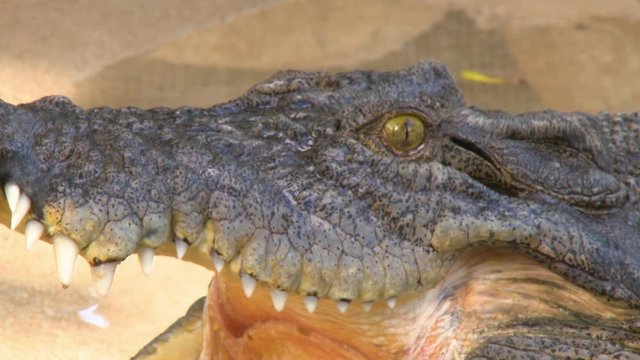 Steady, close up shot of a freshwater crocodile's head and open mouth.
