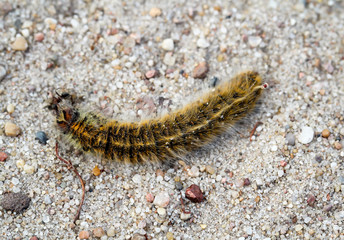 Schmetterlingsraupe, Raupe auf einem Sandboden