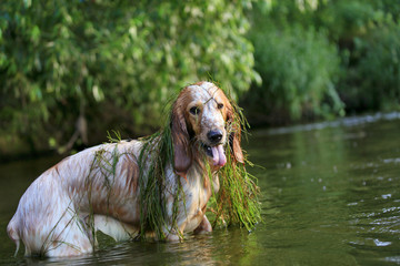 Happy young dog Russian hunting spaniel portrait on the nature in the river among the grass