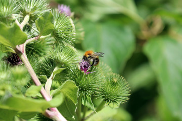 Un insect butine une fleur qui pique