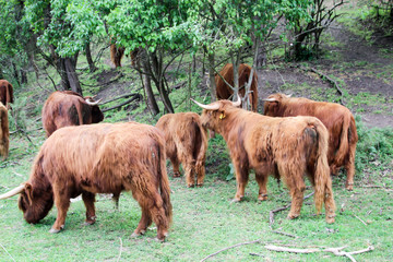 Rinder, Bullen auf einer Weide