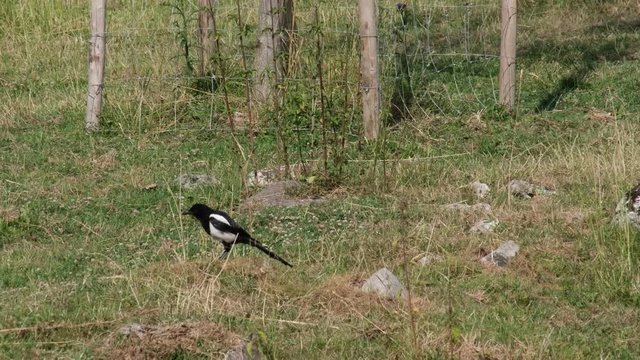 Oiseau pie se nettoie et s'envole au ralenti (4K)