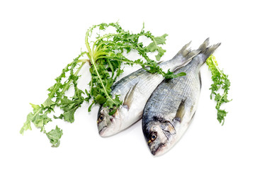 Raw gilthead (Sparus aurata) on a white background