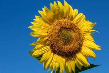 Obraz premium Isolated bright yellow lonely sunflower on a background of bright blue sky on a sunny day.