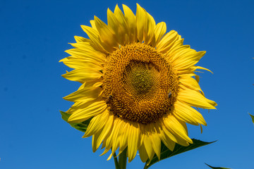 Isolated bright yellow lonely sunflower on a background of bright blue sky on a sunny day.