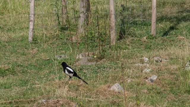 Oiseau pie s'envole au ralenti