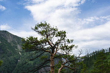 Fototapeta na wymiar A solitary top of a cedar against the backdrop of a mountain