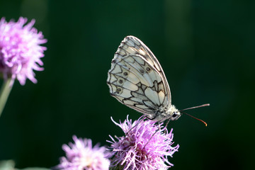 Schachbrett (Melanargia galathea) auf Distel