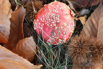 bright red spotted mushroom, Amanita muscaria, growing alone amongst dried crispy fallen autumn...