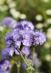 Blau-violett Phacelia 