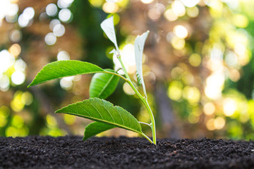 Young sprout. Sapling in the ground. Ecology.