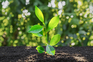Young sprout. Sapling in the ground. Ecology.