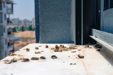 Pigeon droppings on the windowsill