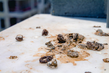 Pigeon droppings on the windowsill