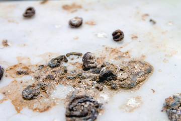 Pigeon droppings on the windowsill
