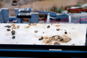 Pigeon droppings on the windowsill