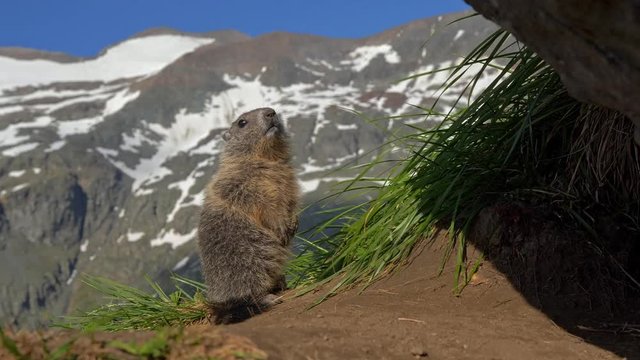 Juvenile alpine marmot playing at the burrow