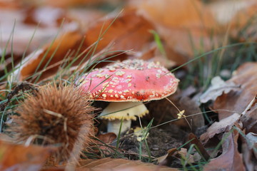 bright red spotted mushroom, Amanita muscaria, growing alone amongst dried crispy fallen autumn leaves