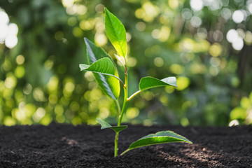 Young sprout. Sapling in the ground. Ecology.