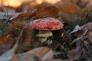bright red spotted mushroom, Amanita muscaria, growing alone amongst dried crispy fallen autumn leaves