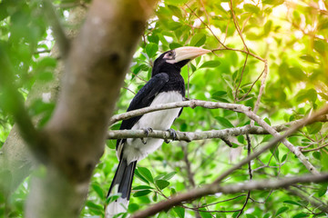 In a complete forest Some days we will find a living black hornbill, living in the forest.
