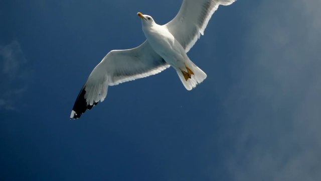 Seagulls flying against the blue sky. Flock of birds floating on air currents of wind. Big seagull soaring over the Mediterranean sea. Greece. Slow motion. HD