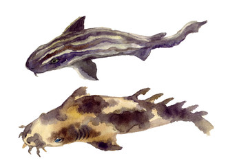 Watercolor shark on the white background