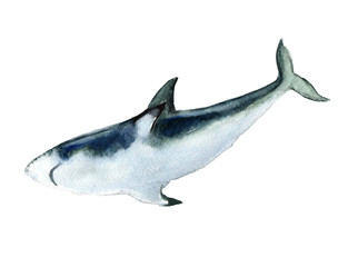 Watercolor shark on the white background