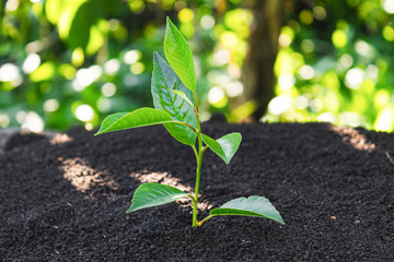 Young sprout. Sapling in the ground. Ecology.