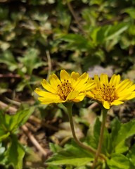 bee on flower