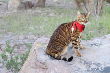 Stunning exotic leopard cat with gorgeous fur
