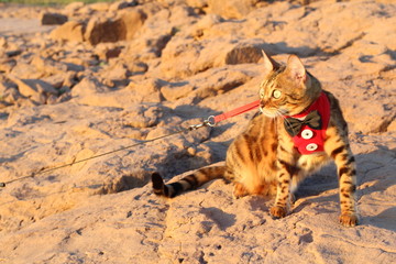 Attentive Exotic Cat with cool outfit outdoors
