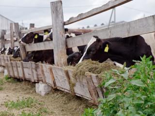 young cows in the paddock eat silage