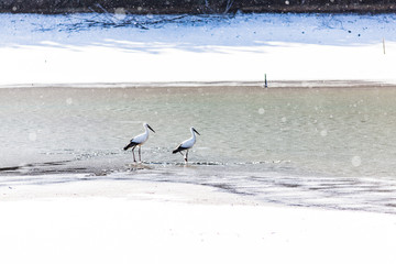 コウノトリ 冬 池 川 