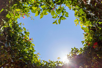 Big hole blue sky around nature plants.