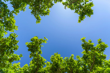 Blue sky and green leaves branches of tree.