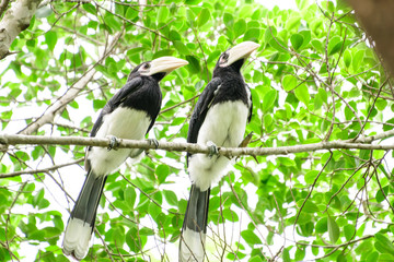 In a complete forest Some days we will find a living black hornbill, living in the forest.