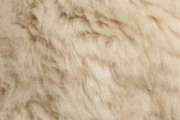 Texture of fur hair background